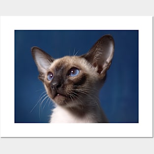 Siamese cat Posters and Art